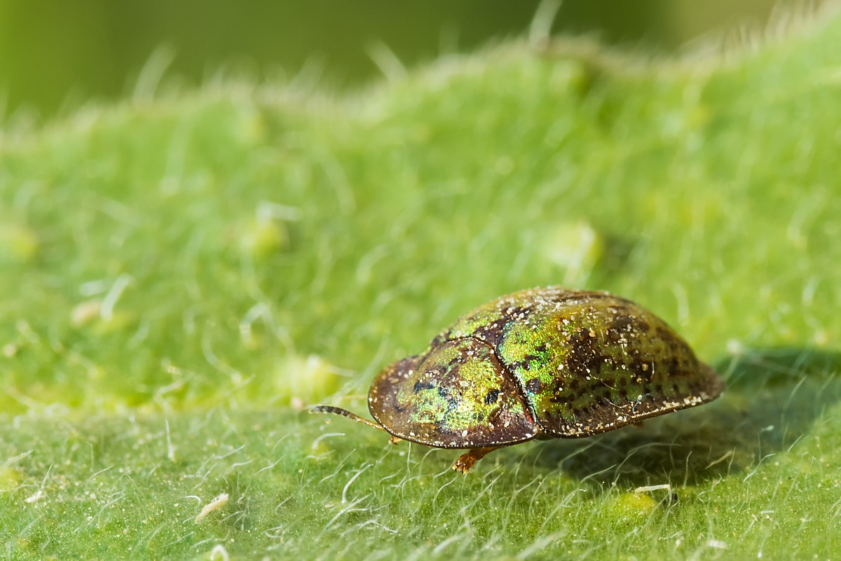 Štítonoš Cassida canaliculata.