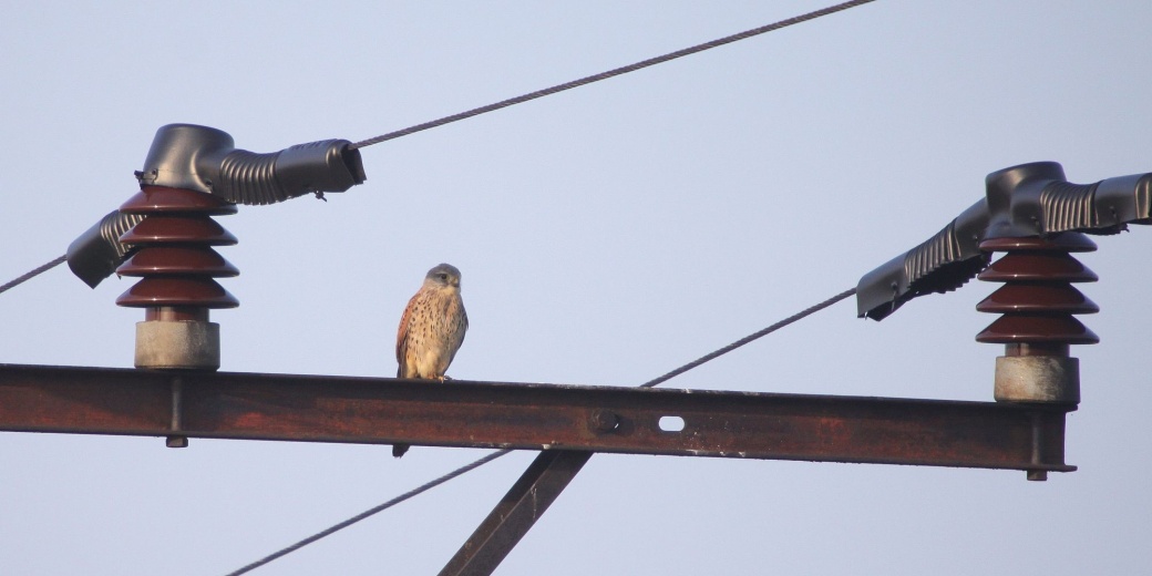 Kestrel on high voltage lines.