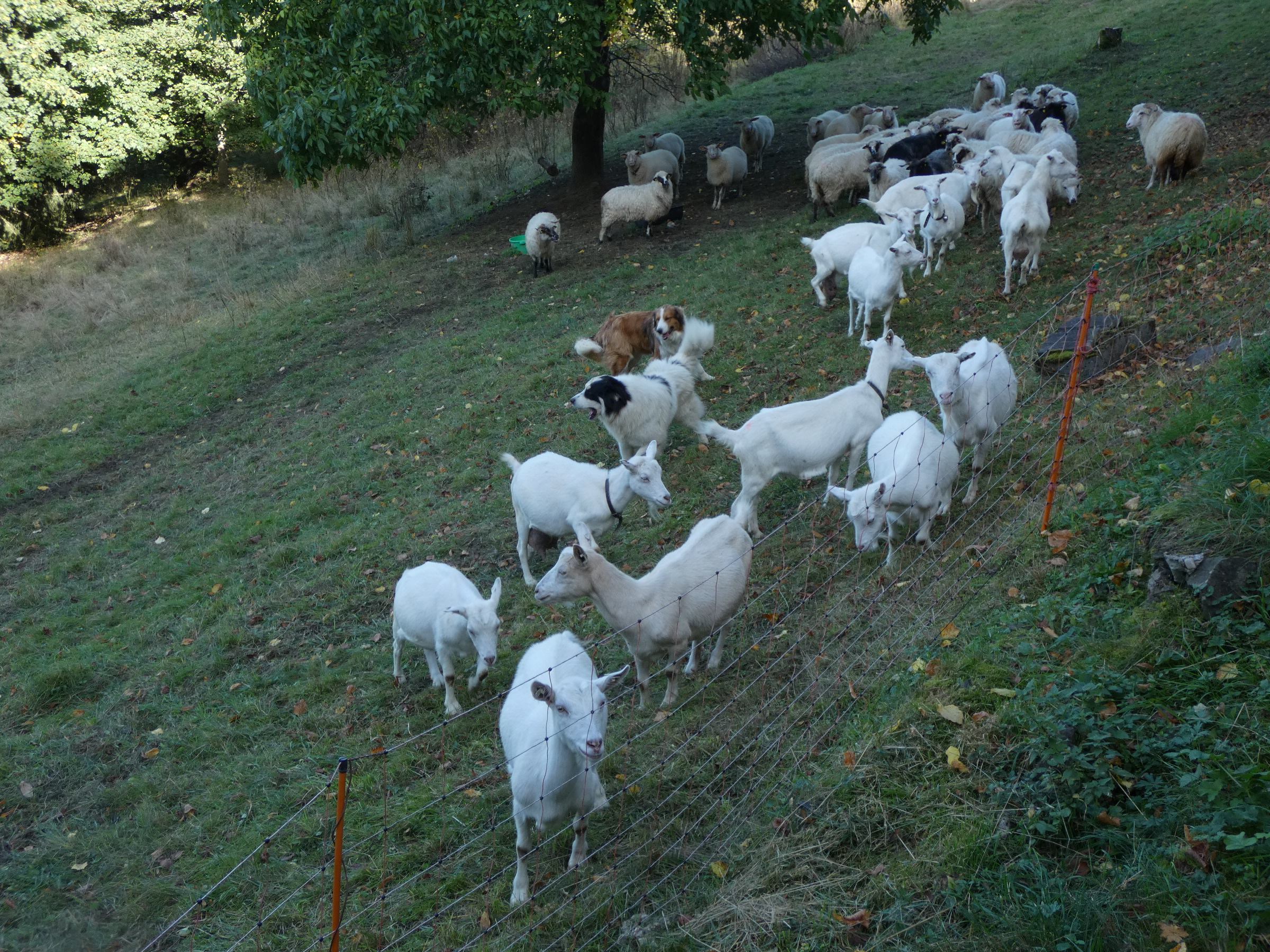 pastva ovcí a koz v Tisňavách (Velké Karlovice)