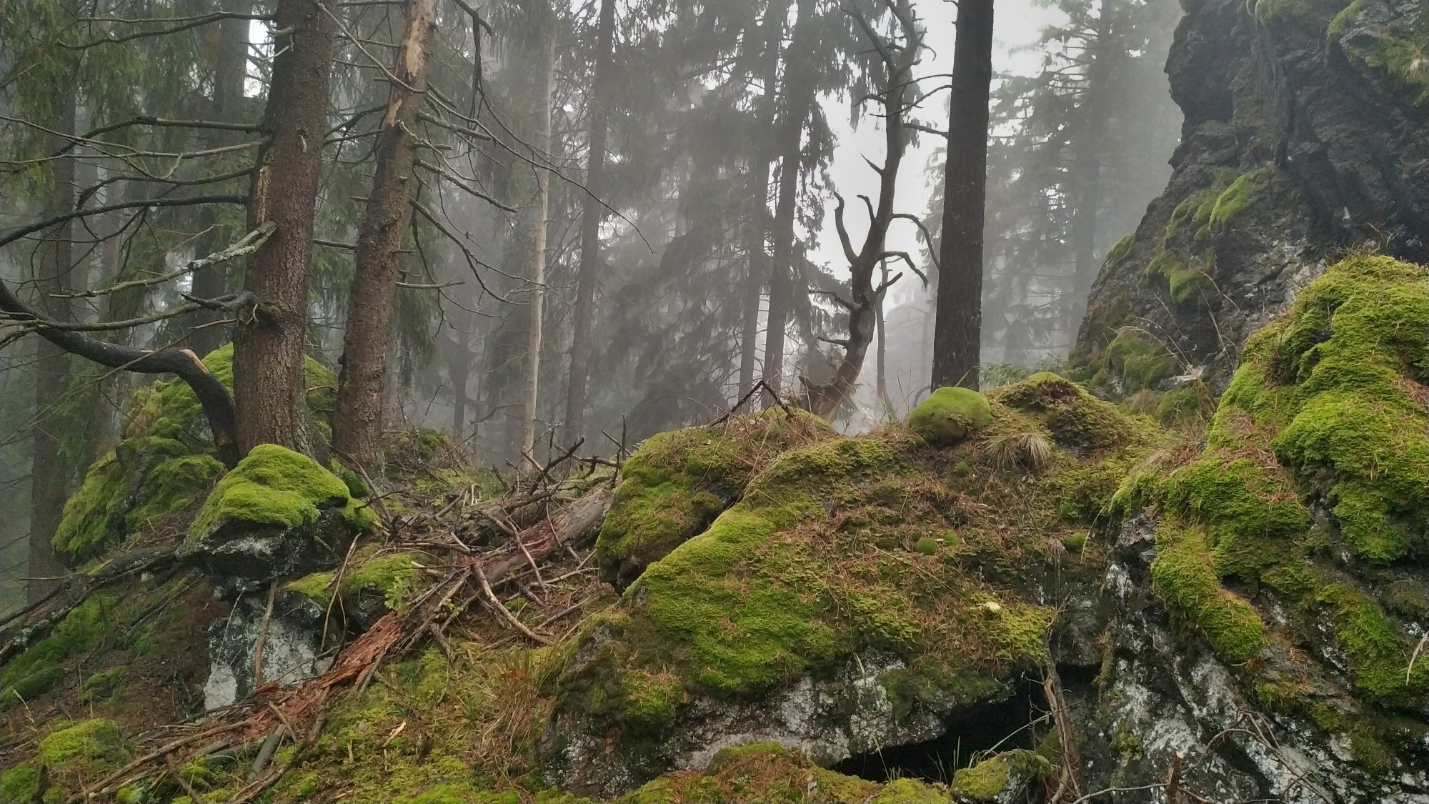 Napříč Slavkovským lesem 17. listopadu. Foto:  I. Matějková.