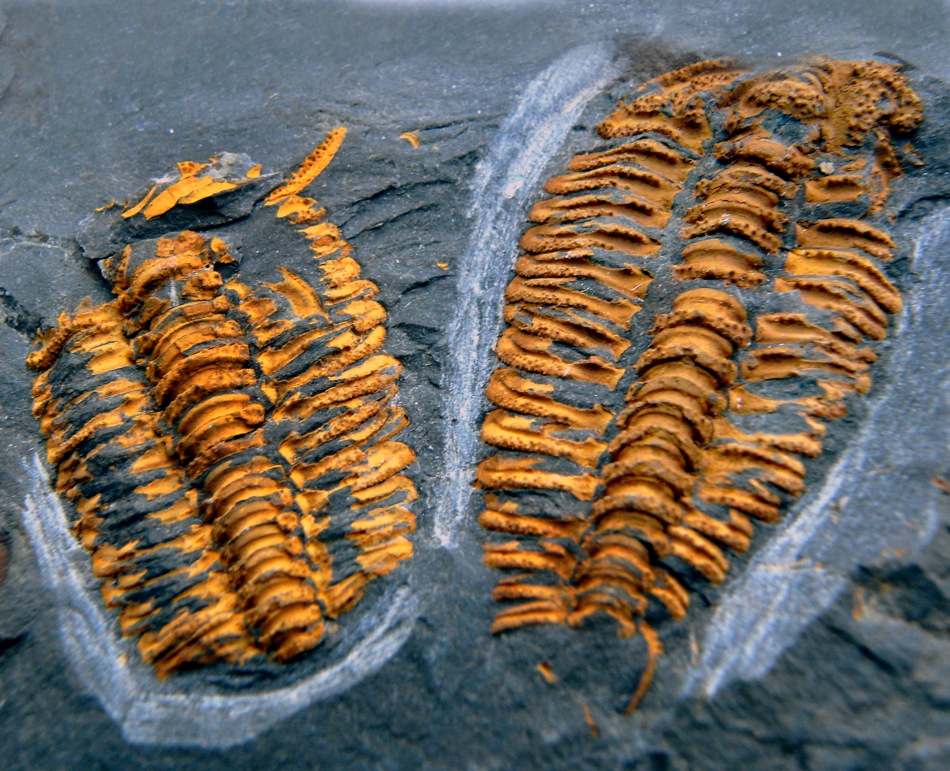 Trilobit Sao hirsuta.